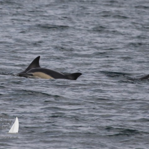 common dolphin group