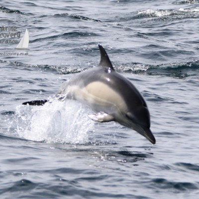 common dolphin leap