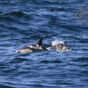 common dolphin mum and calf