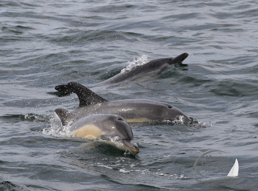 common dolphin trio
