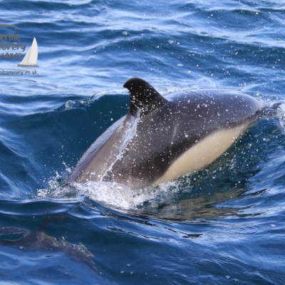 common dolphin