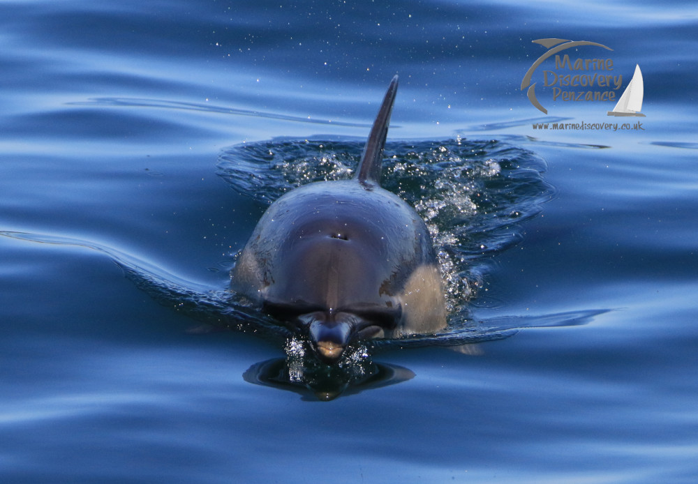 common dolphin
