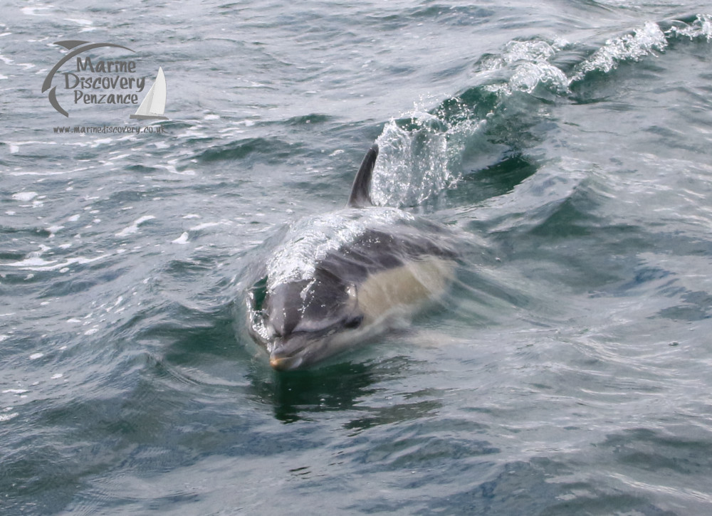 common dolphin