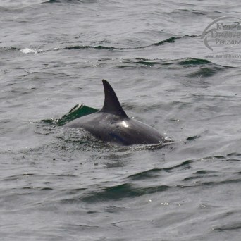 common dolphin