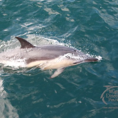 common dolphin