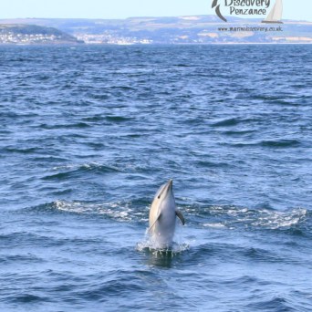common dolphin