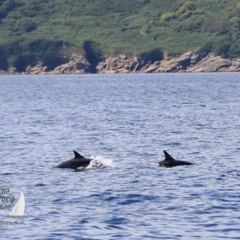 common dolphins
