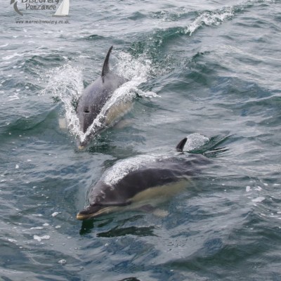 a bird swimming in water