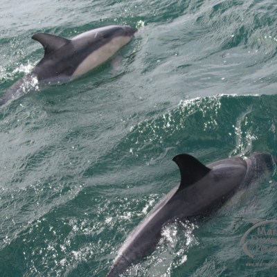 common dolphins