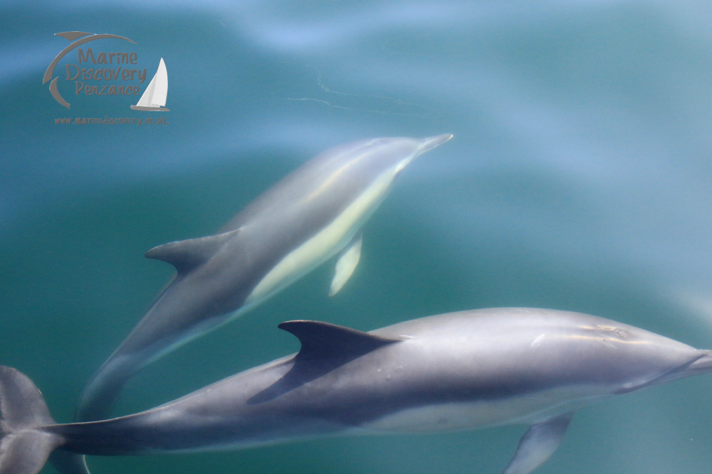 common dolphins