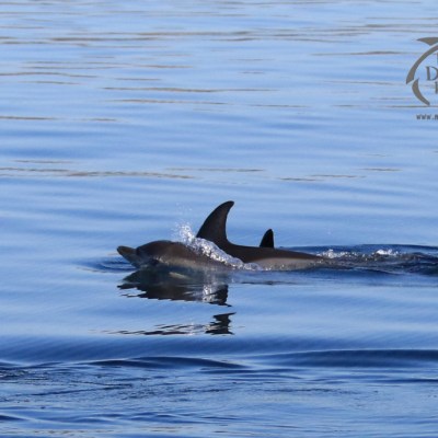 common dolphins