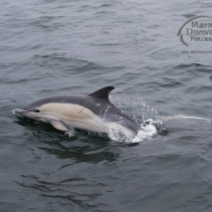 common dolphins