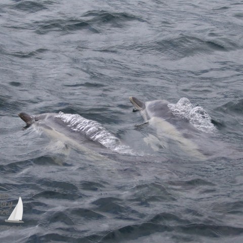 common dolphins