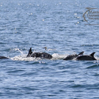 common dolphins
