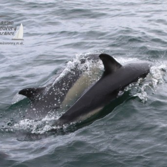 common dolphins