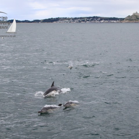 common dolphins and Mount