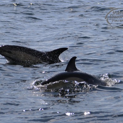common dolphins