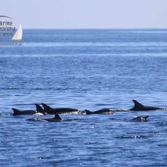 common dolphins