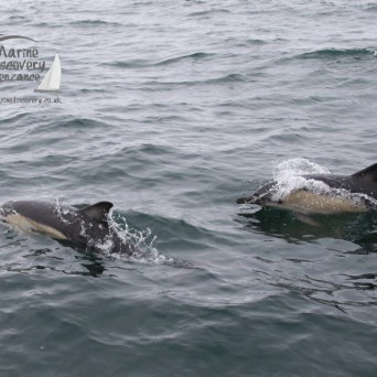 common dolphins