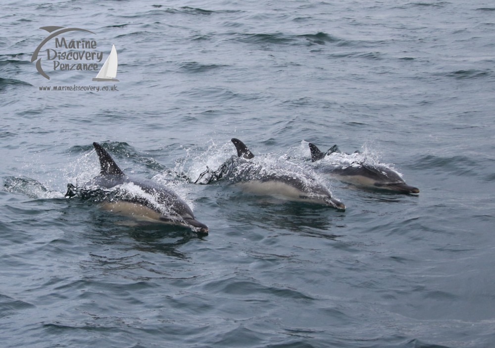 common dolphins