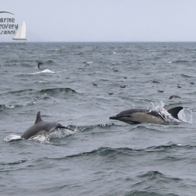 common dolphins