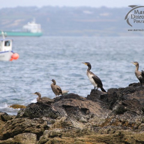 cormorants