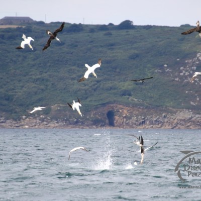 diving gannets