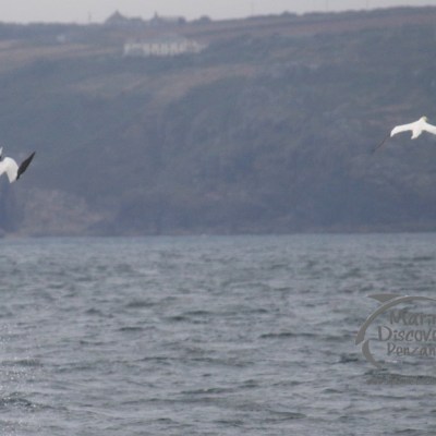 diving gannets