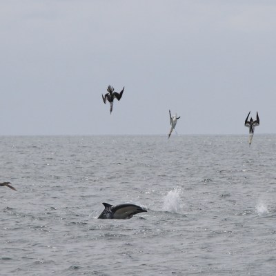 diving gannets and dolphin
