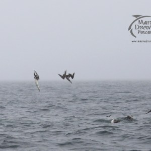 diving gannets