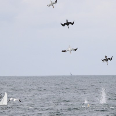 diving gannets