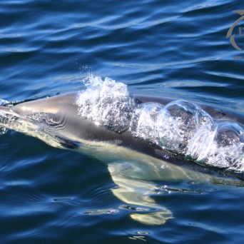 dolphin bubbles