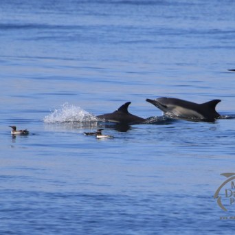 dolphin head surface with birds