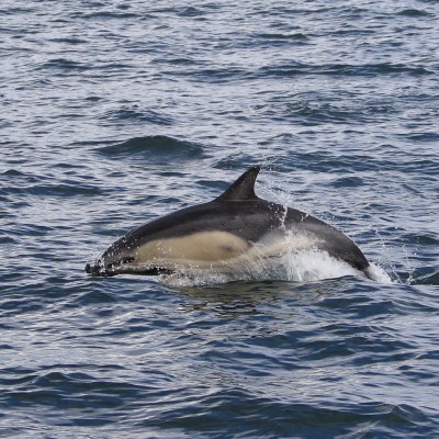 dolphin with bent beak
