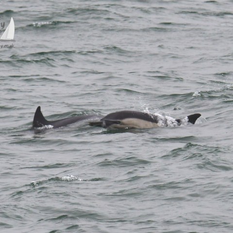 dolphin.pair