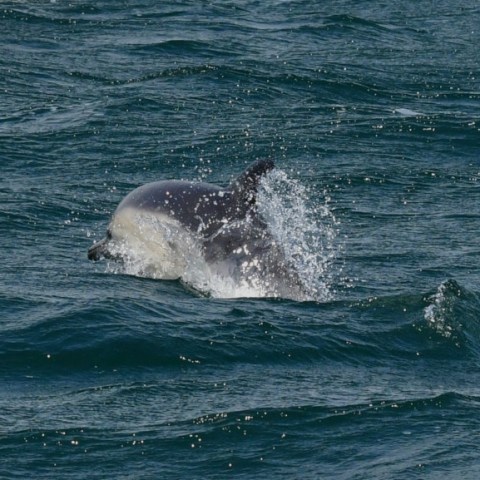 common dolphin