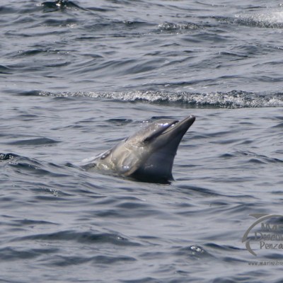 dolphin face