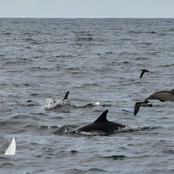 dolphins and shearwaters