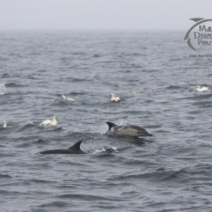 feeding gannets and dolphins