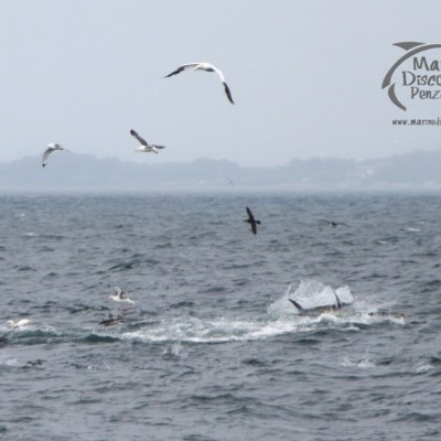 feeding gannets and tuna