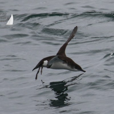 feeding shearwater