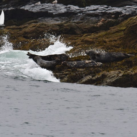 Grey seals on the rocks