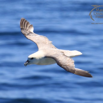 fulmar