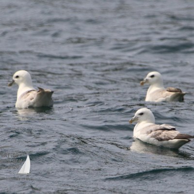 fulmars