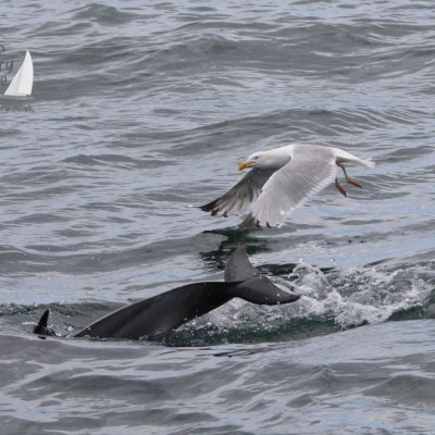 gannet tail and gull