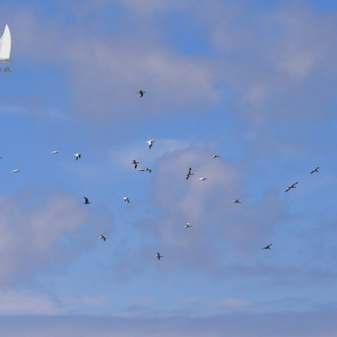 Gannets in the sky