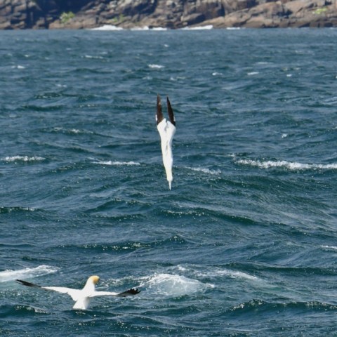 diving gannet