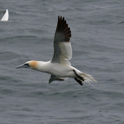 gannet