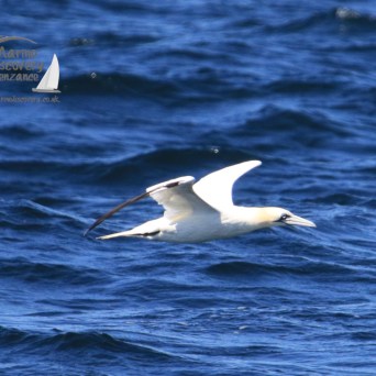 gannet