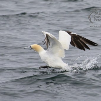 gannet